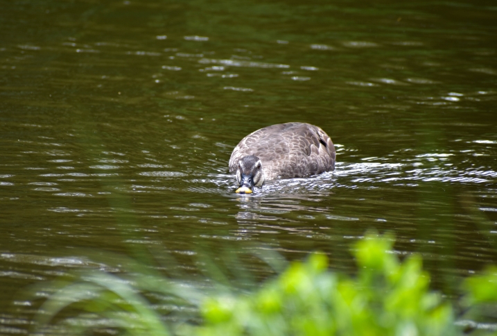 An eastern spot-bill duck dabbling in the water